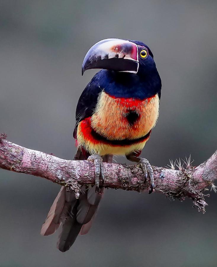 Arte De Plumas Birding Lodge 카르타고 외부 사진