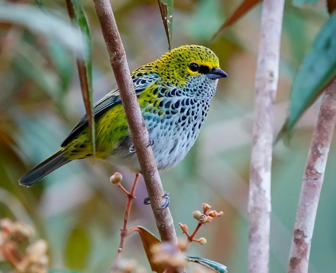 Arte De Plumas Birding Lodge 카르타고 외부 사진