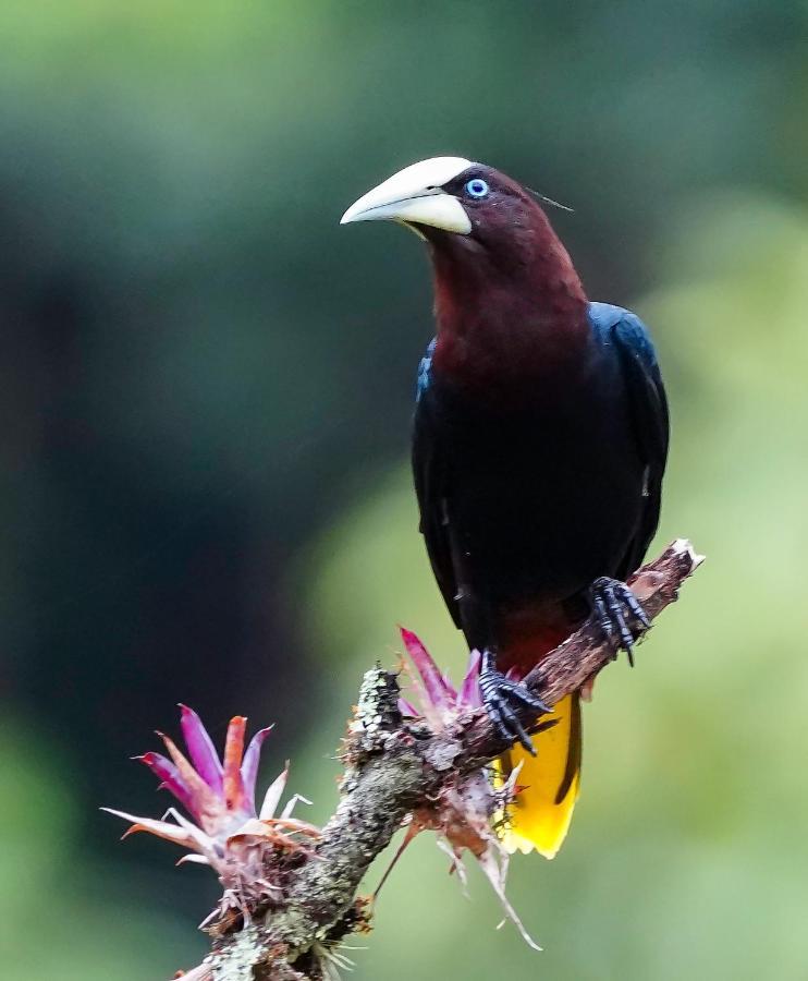 Arte De Plumas Birding Lodge 카르타고 외부 사진