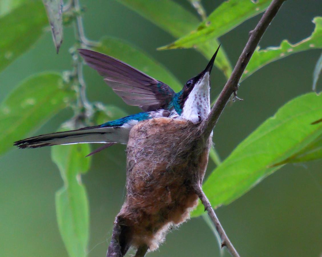 Arte De Plumas Birding Lodge 카르타고 외부 사진