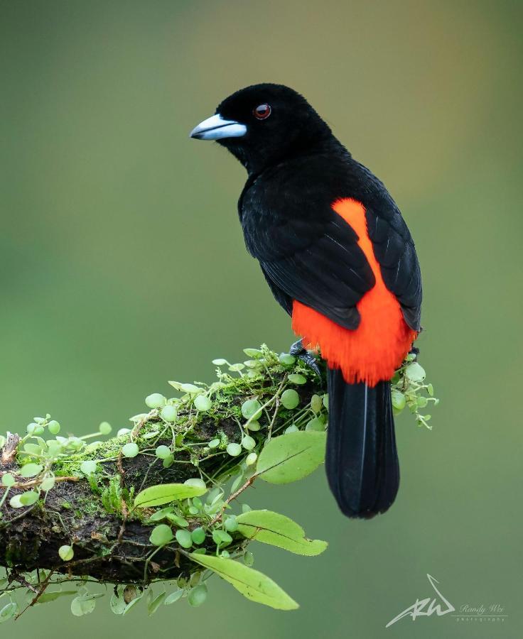 Arte De Plumas Birding Lodge 카르타고 외부 사진