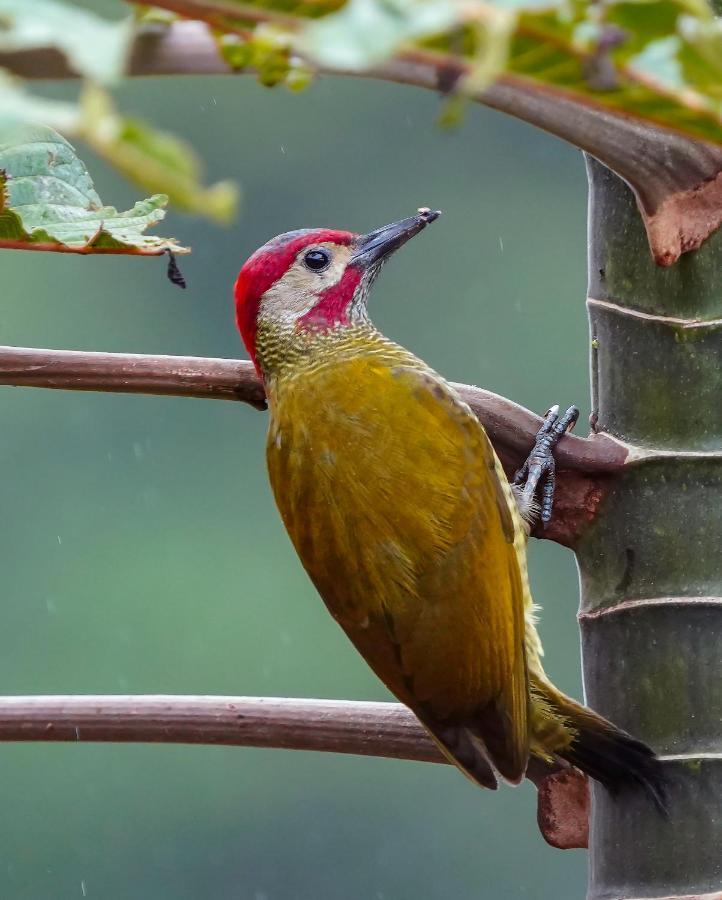 Arte De Plumas Birding Lodge 카르타고 외부 사진
