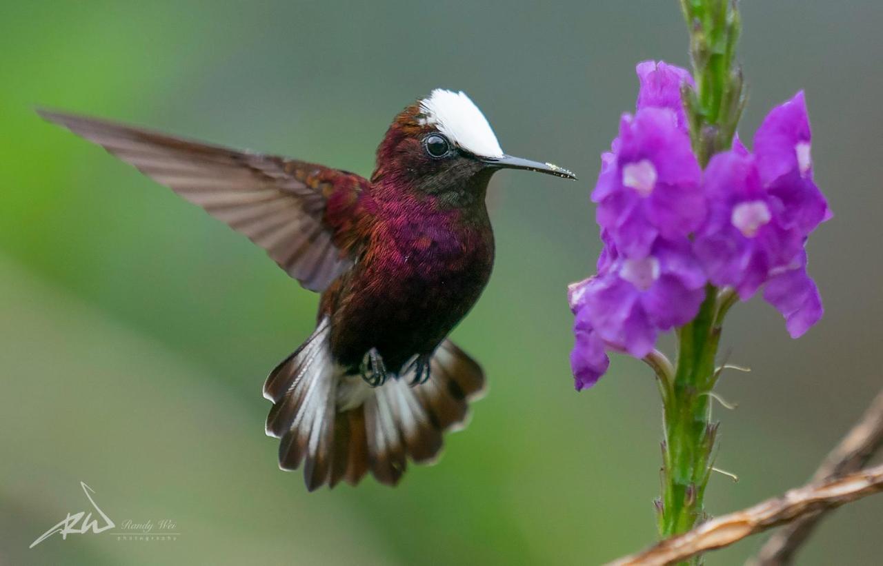 Arte De Plumas Birding Lodge 카르타고 외부 사진