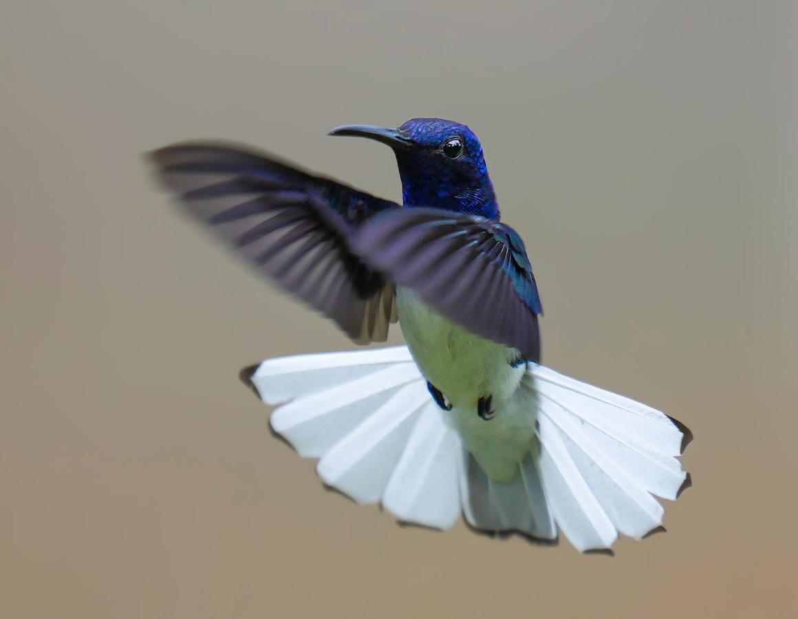 Arte De Plumas Birding Lodge 카르타고 외부 사진