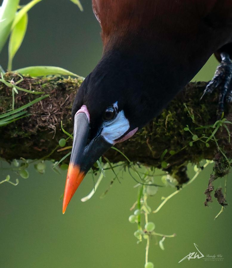 Arte De Plumas Birding Lodge 카르타고 외부 사진