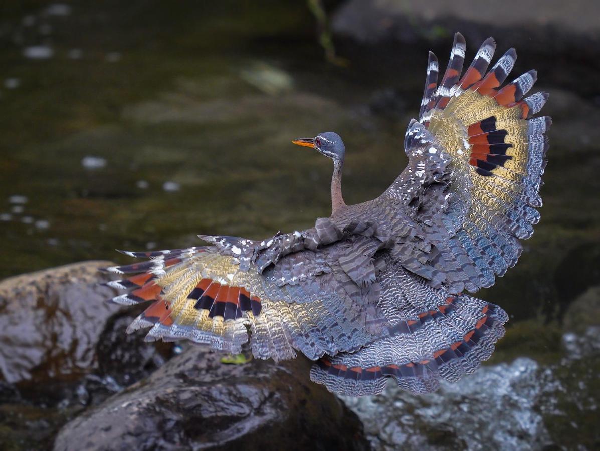 Arte De Plumas Birding Lodge 카르타고 외부 사진