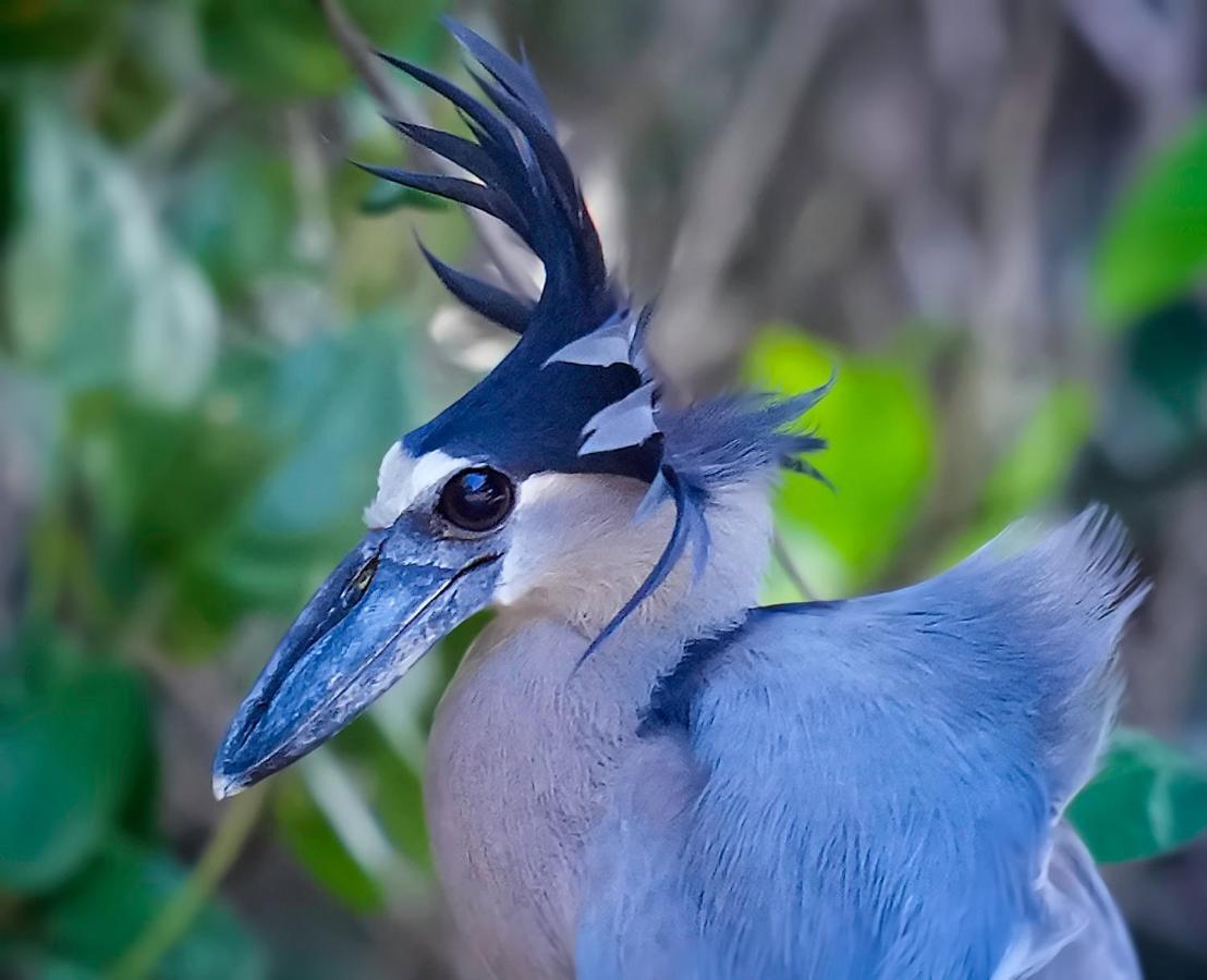 Arte De Plumas Birding Lodge 카르타고 외부 사진