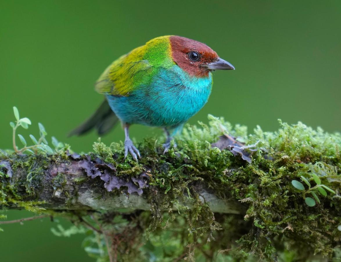 Arte De Plumas Birding Lodge 카르타고 외부 사진