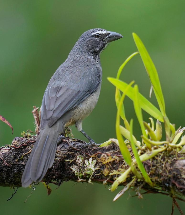 Arte De Plumas Birding Lodge 카르타고 외부 사진