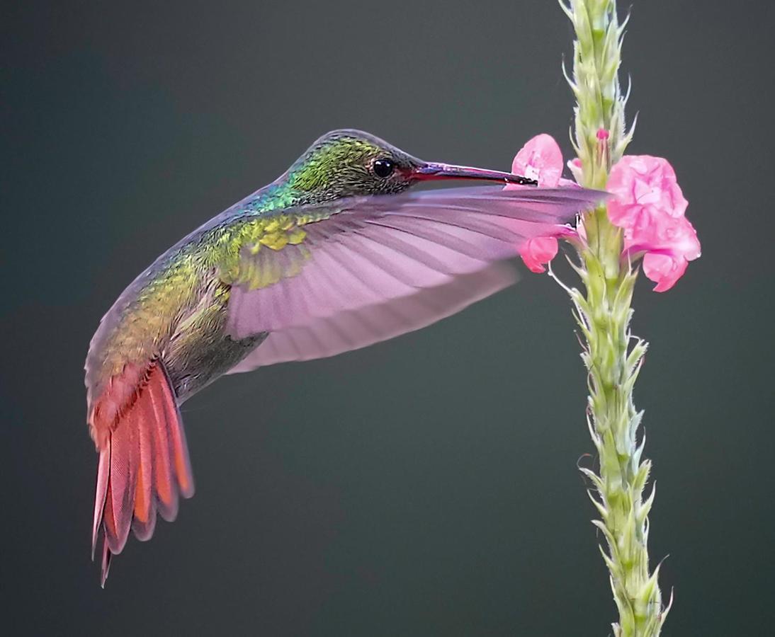 Arte De Plumas Birding Lodge 카르타고 외부 사진