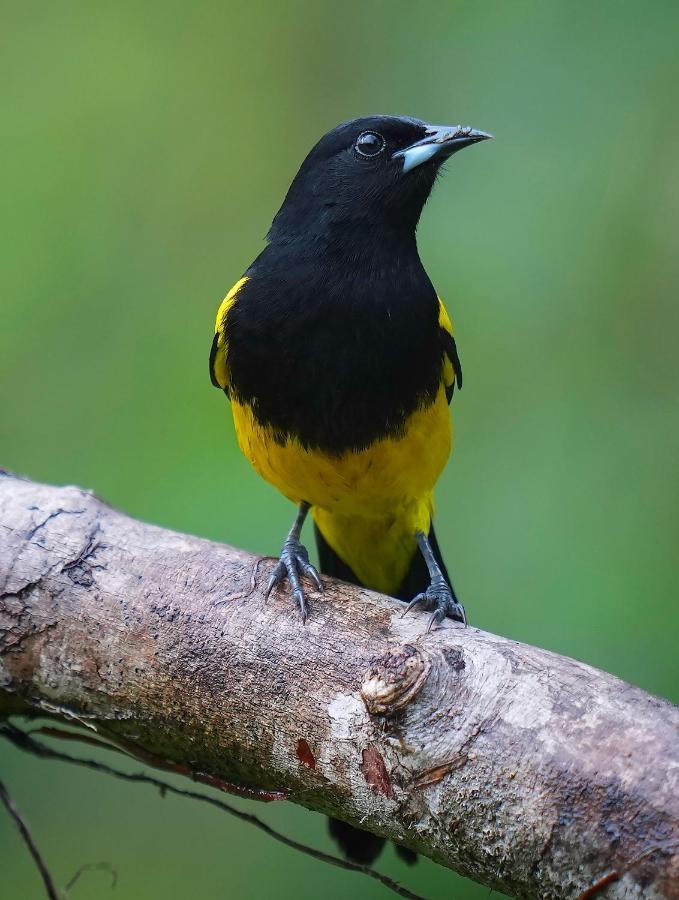 Arte De Plumas Birding Lodge 카르타고 외부 사진
