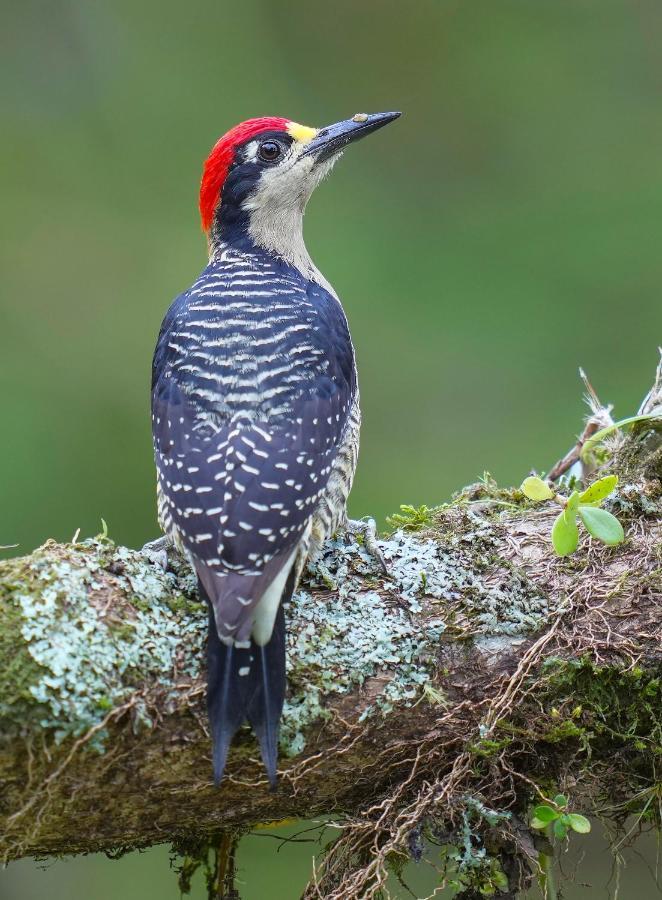 Arte De Plumas Birding Lodge 카르타고 외부 사진